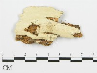 登錄號:F0006359藏品圖，第3張