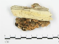 登錄號:F0006360藏品圖，第3張