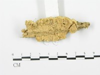 登錄號:F0006369藏品圖，第4張