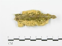 登錄號:F0006369藏品圖，第5張