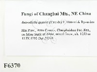 登錄號:F0006370藏品圖，第2張