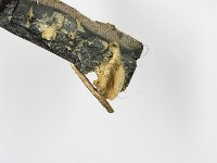 登錄號:F0006375藏品圖，第4張