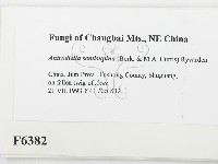 登錄號:F0006382藏品圖，第2張