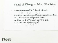 登錄號:F0006383藏品圖，第2張
