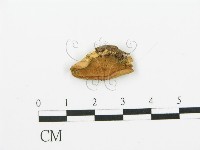 登錄號:F0006386藏品圖，第1張