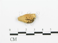 登錄號:F0006386藏品圖，第3張