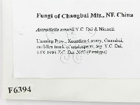 登錄號:F0006394藏品圖，第2張