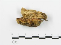 登錄號:F0006394藏品圖，第1張