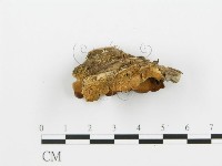 登錄號:F0006394藏品圖，第4張