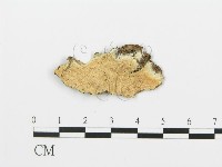 登錄號:F0006396藏品圖，第1張