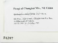 煙管菌藏品圖，第2張