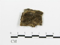 煙管菌藏品圖，第1張