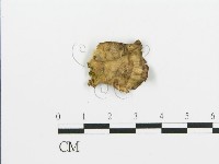 煙管菌藏品圖，第1張