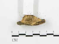 煙管菌藏品圖，第3張