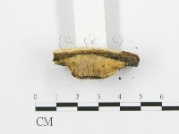 煙管菌藏品圖，第4張