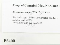 煙管菌藏品圖，第2張