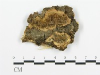 煙管菌藏品圖，第1張