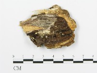 煙管菌藏品圖，第4張