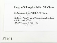 煙管菌藏品圖，第2張