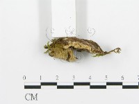 煙管菌藏品圖，第3張