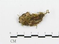 煙管菌藏品圖，第4張