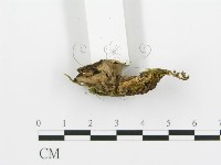 煙管菌藏品圖，第5張