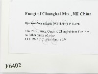 煙管菌藏品圖，第2張