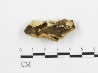 煙管菌藏品圖，第3張