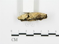 煙管菌藏品圖，第4張