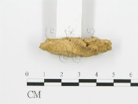 煙管菌藏品圖，第5張