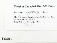 煙管菌藏品圖，第2張