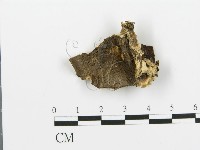 煙管菌藏品圖，第1張