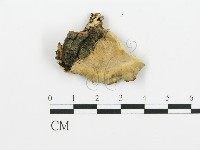 煙管菌藏品圖，第3張