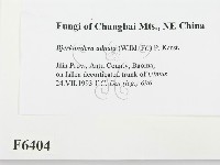 煙管菌藏品圖，第2張