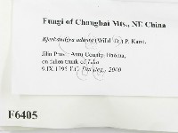 煙管菌藏品圖，第2張