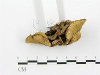 煙管菌藏品圖，第3張