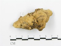 煙管菌藏品圖，第4張