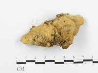 煙管菌藏品圖，第5張