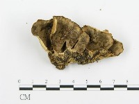 煙管菌藏品圖，第6張