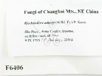 煙管菌藏品圖，第2張