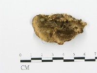 煙管菌藏品圖，第1張