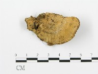 煙管菌藏品圖，第3張