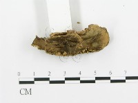 煙管菌藏品圖，第4張