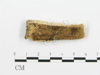 煙管菌藏品圖，第1張