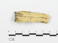 煙管菌藏品圖，第3張