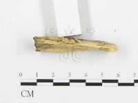 煙管菌藏品圖，第4張