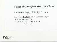 煙管菌藏品圖，第2張