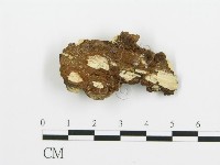 煙管菌藏品圖，第3張