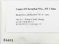 煙管菌藏品圖，第2張