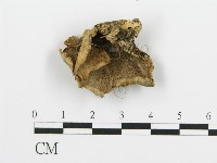 煙管菌藏品圖，第4張